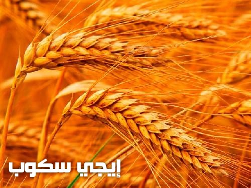 زيادة إنتاج القمح المحلى